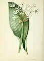 Illustration von Anne Pratt