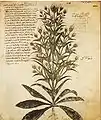 Wilde Kardendistel (Blatt&nbsp;100&nbsp;recto)