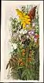 Wildflowers,Aquarell, Metropolitan Museum of Art, 1875