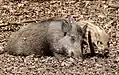Wildschweine – im Wildfreigehege Wildenburg werden Tiere der Region gezeigt.