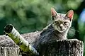 Europäische Wildkatze