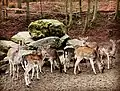 Gruppe von Damhirschen