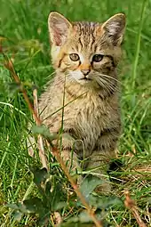 Wildkatze