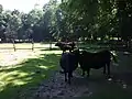 Heckrinder (Abbildzüchtung des Auerochsen) im Wildpark