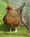 Altsteirer Huhn