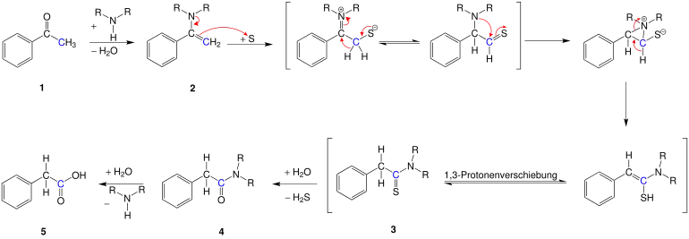 Mechanismus der Willgerodt-Kindler-Reaktion