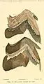 Flügel des Papageitauchers Papageitaucher (Fratercula arctica) bei der Mauser nach Gerbe