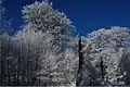 Winterbäume in der Nähe des Erbeskopf.