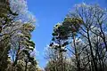 Winterwald am Hohen Schaden