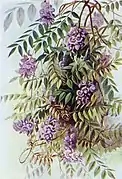 Wisteria frutescens in Southern Wild Flowers and Trees