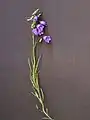 Witaseks Glockenblume: Habitus