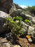 Oroval Withania frutescens
