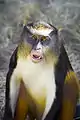 Wolf-Meerkatze (Cercopithecus wolfi)