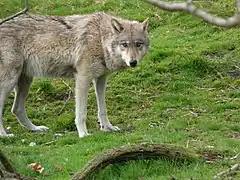 Wolf