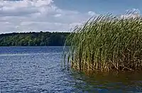 Idylle am Wolletzsee