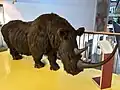 Wollnashorn
