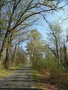 Wieder ergrünende Wälder bei La Tuilière