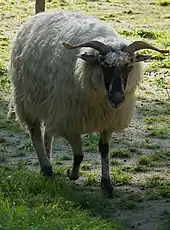 2022 Walachenschaf