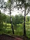 Moorbirken, Rotföhren, Riedweiher (Randbereich)