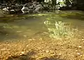 Wutach