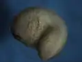 X. laevis, drei Tage alter Embryo