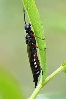 Weibchen in Seitenansicht
