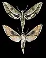 Xylophanes amadis