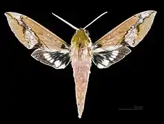 Xylophanes chiron cubanus ♂
