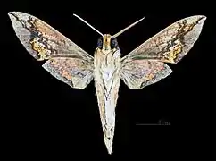 Xylophanes chiron cubanus ♂  △