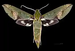 Xylophanes chiron nechus  ♀