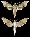 Xylophanes hannemanni