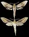 Xylophanes libya
