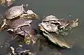 Schildkröten