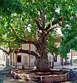 Platane in Acıpayam, Denizli, Türkei