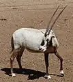 Arabische Oryx (Oryx leucoryx)
