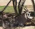 Beisa-Antilope (Oryx beisa)