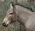 Kopf des Somali-Wildesels