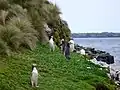 Gelbaugenpinguine auf Enderby Island