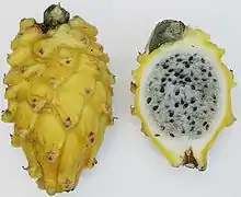 Frucht von Selenicereus megalanthus
