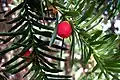Eibe (Taxus sp)