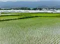 Reisfelder im Bezirk Yonezaki (2. Juni 2007)