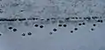 Fährte eines trabenden Zwerghundes im Schnee