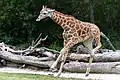 Giraffe (Giraffa), Jungtier