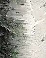 Borke an einem jungen Baum