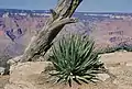 Am South Rim, Grand Canyon in Arizona.