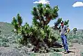 Yucca brevifolia subsp. jaegeriana Tom Sloan neben einem dicht verzweigten Exemplar in Nevada