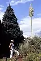 30 Jahre altes Exemplar mit 5&nbsp;m hohem Blütenstand im August 2004 nach dem Jahrhundertsommer 2003 in Mannheim, Deutschland