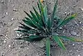 Altes Exemplar von Yucca filamentosa in South Carolina