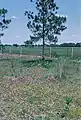 In Grasland in Florida