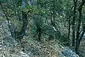 Yucca madrensis in Waldland in Mexiko